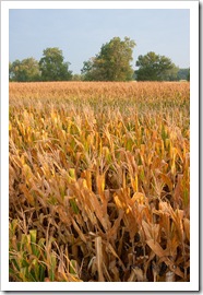 A cornfield from above