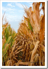 A cornfield from below