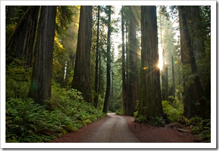 20 Redwood Forest, California_0860
