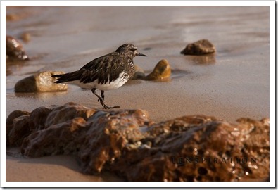 Sandpiper Pics