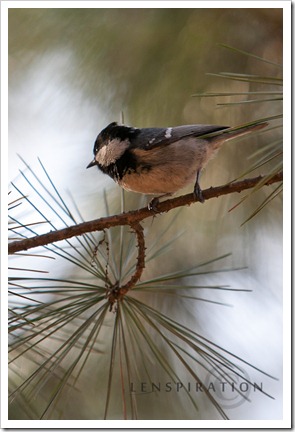 Birding