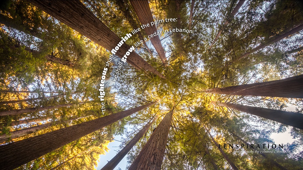 Finding the Perfect Redwoods Picture