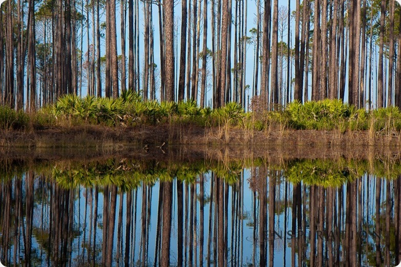 Have a Picture of Tree Rings? I’ll Pay You For It!