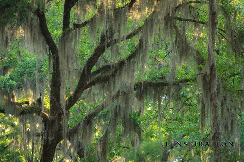170502-JAS-5795_Lake Bistineau, Louisiana, USA_Canon EOS 5D Mark II 200 mm 1-100 sec at f - 4.0 ISO 400