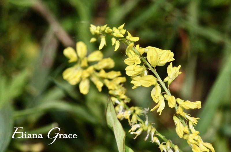 Red Clover and Yellow Flower Lenspiration
