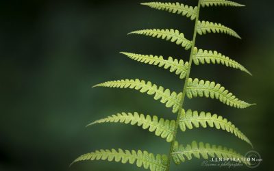 Dealing With Underexposure