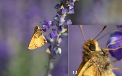 Do You Know What A Tack Sharp Photo Looks Like?