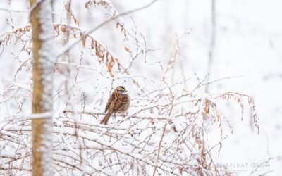 What I Learned On My Latest Birding Excursion