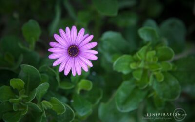 Where Can I Find Amazing Things to Photograph?