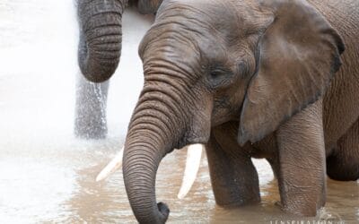 Take Better Photos at the Zoo!