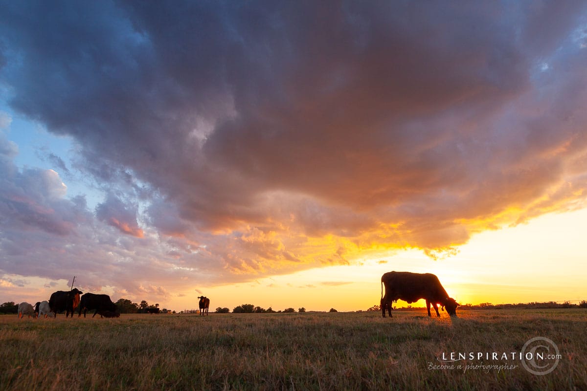 Sunset on the farm, Florida