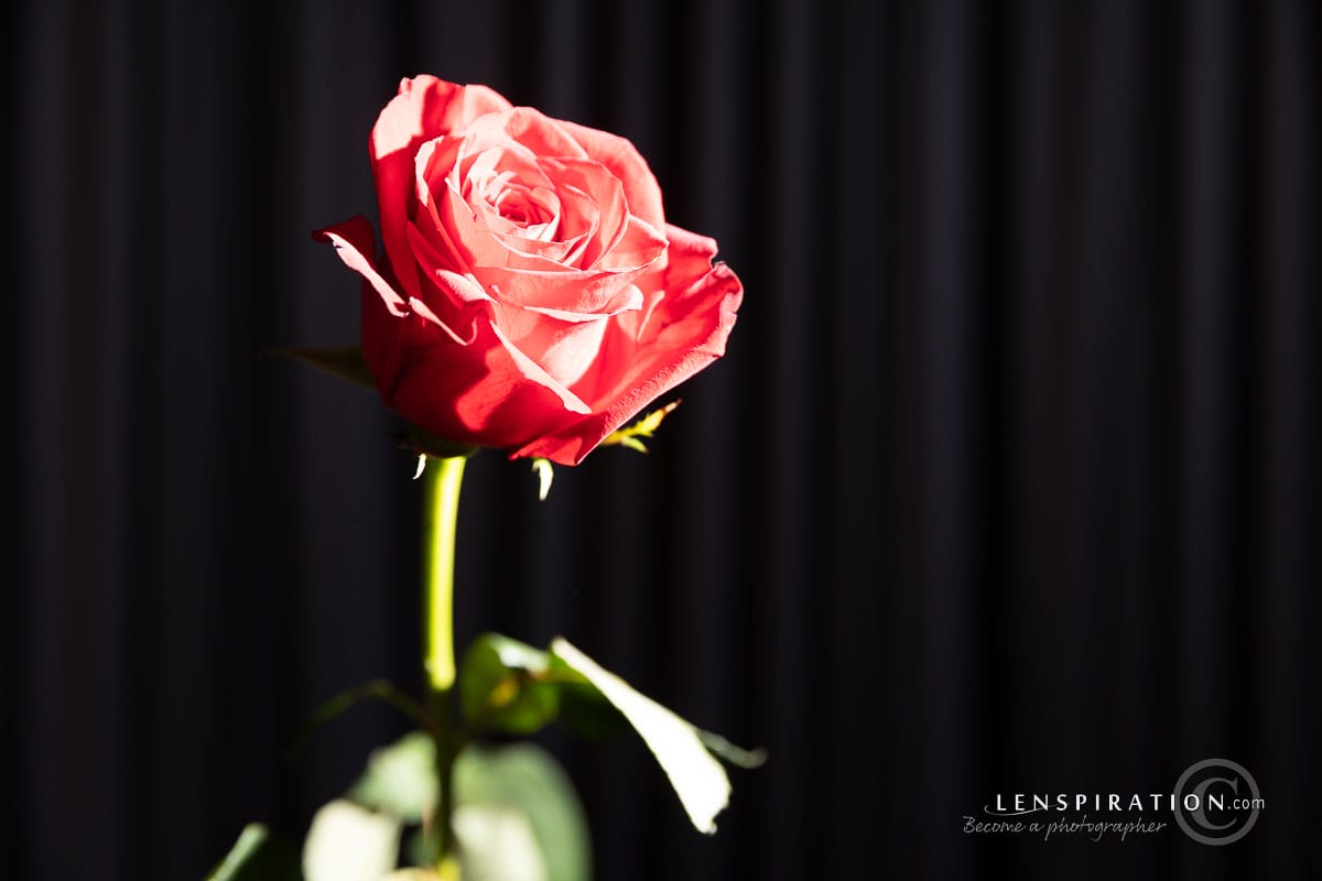 Single rose, overexposed