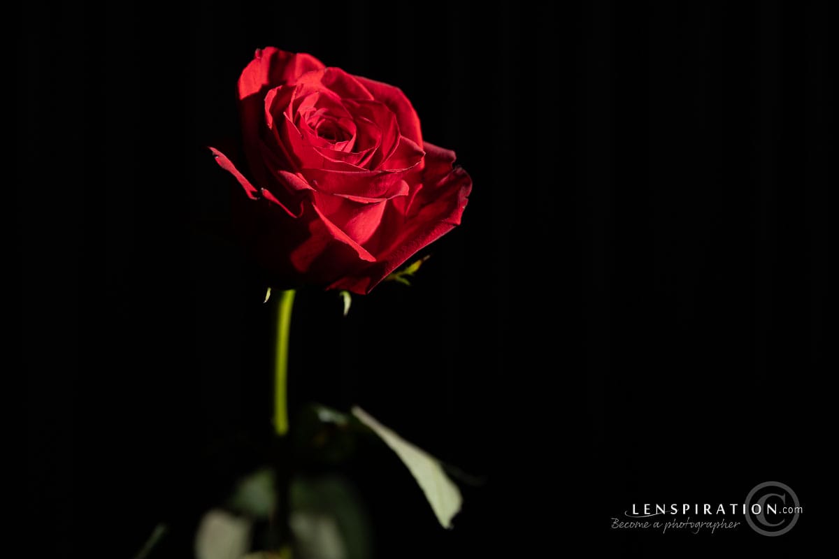 Single rose, studio portrait