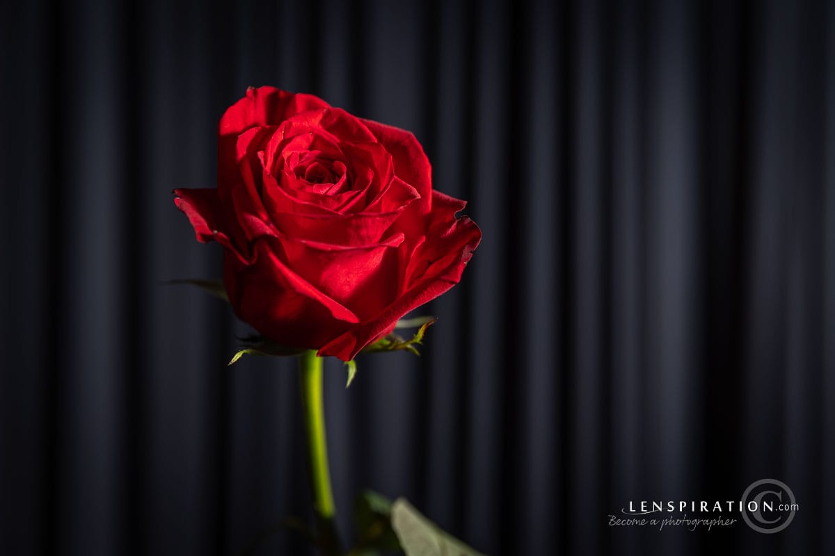 Single rose, studio portrait