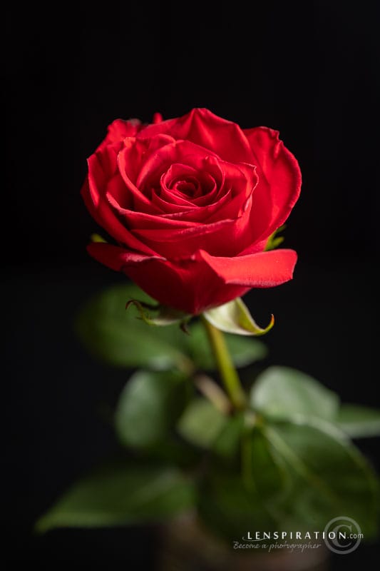 Single rose portrait