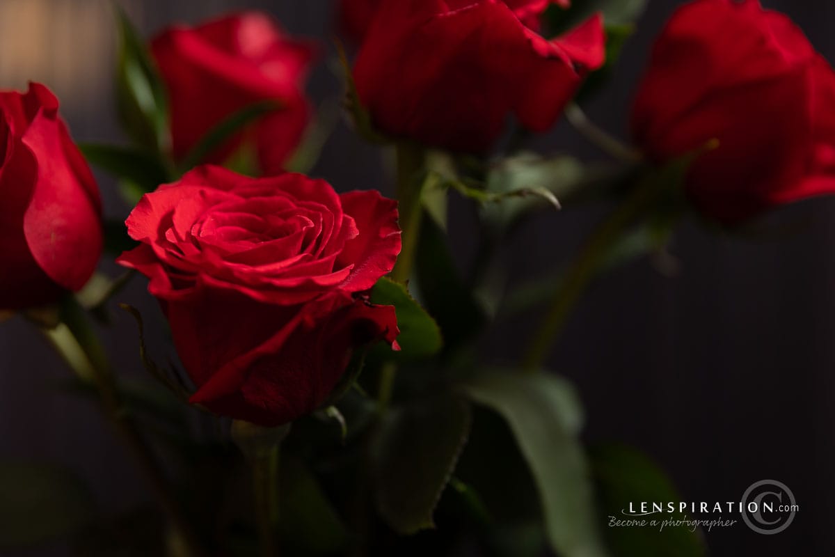 Boquet of flowers, warm lighting