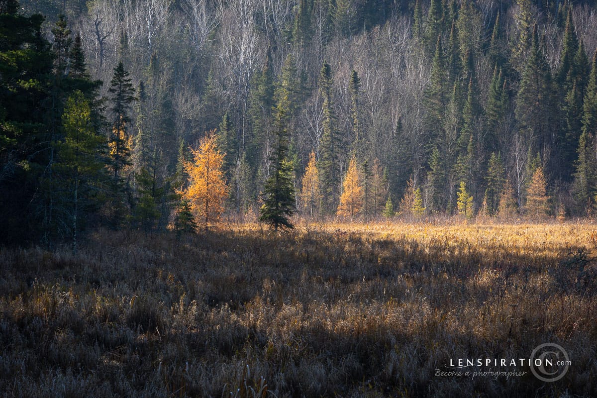 Wilderness Drive, Itasca State Park, Minnesota