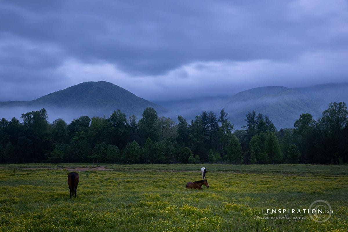 Horses resting in predawn light at Cades Cove, Great Smoky Mountain National Park