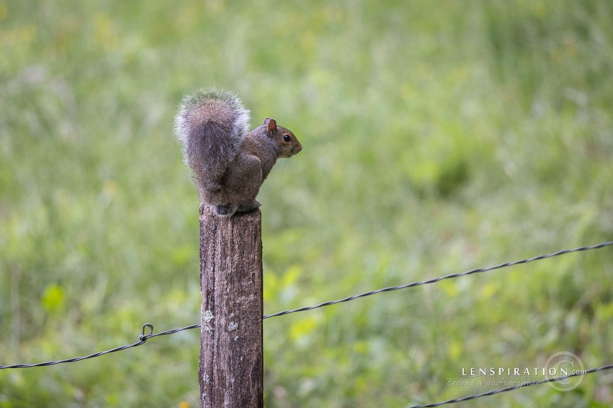 Eastern gray squirrel, Cades Cove, TN