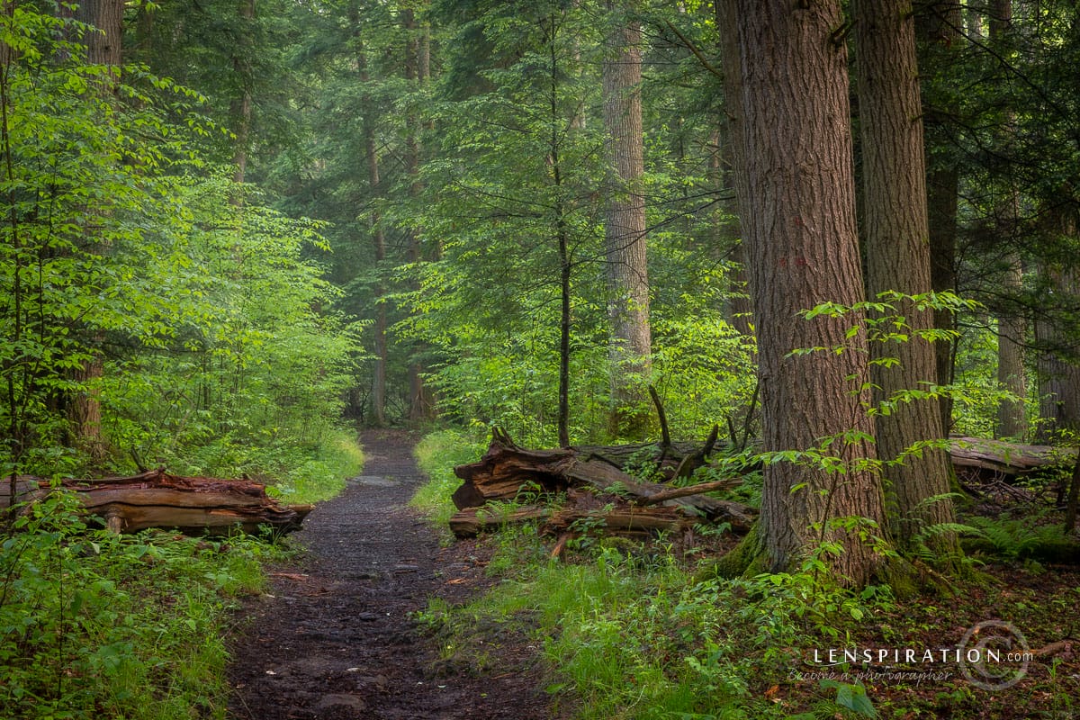 Path through trees at Cathedral State Park, West Virginia