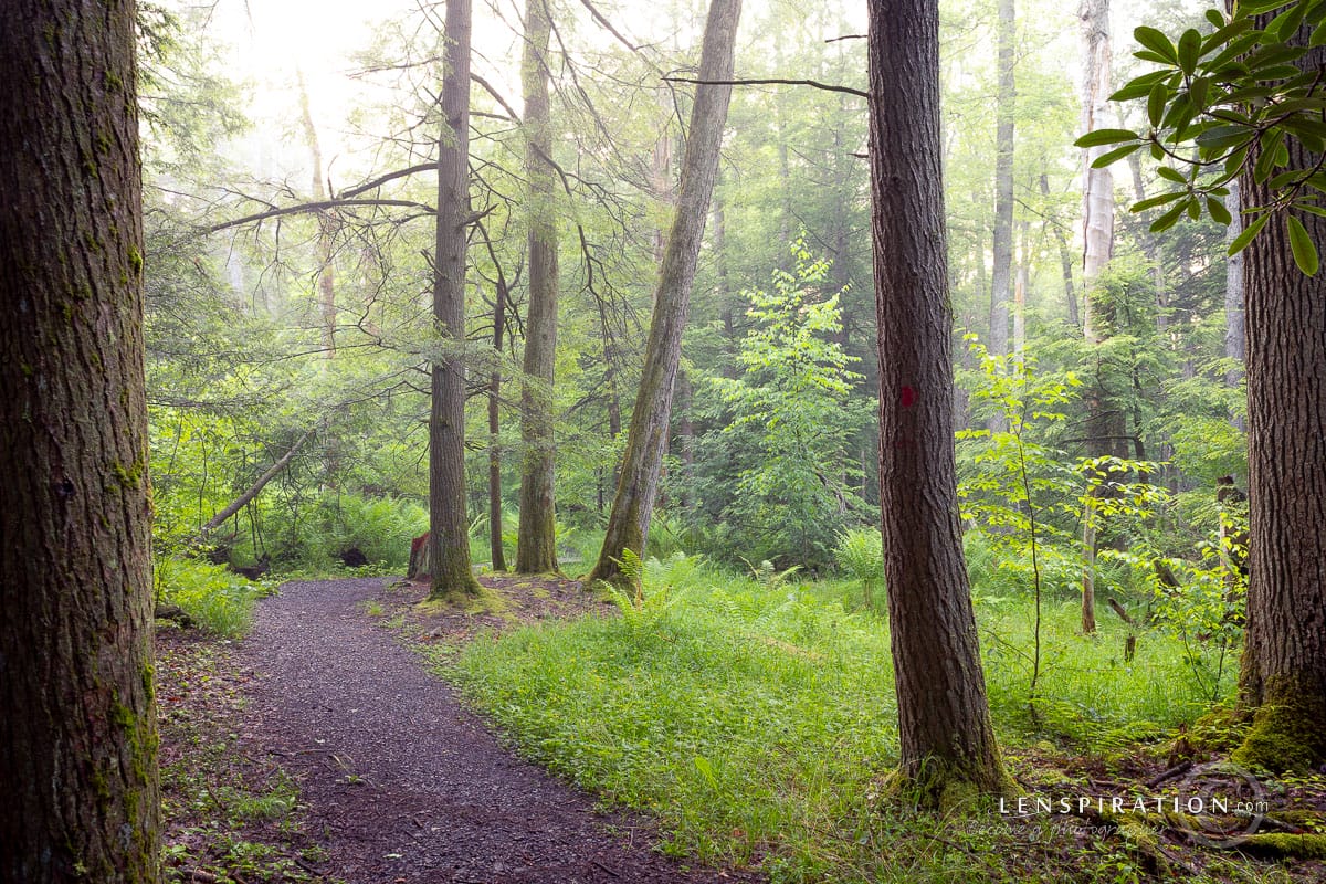 Scenic path through forest at Cathedral State Park, West Virginia
