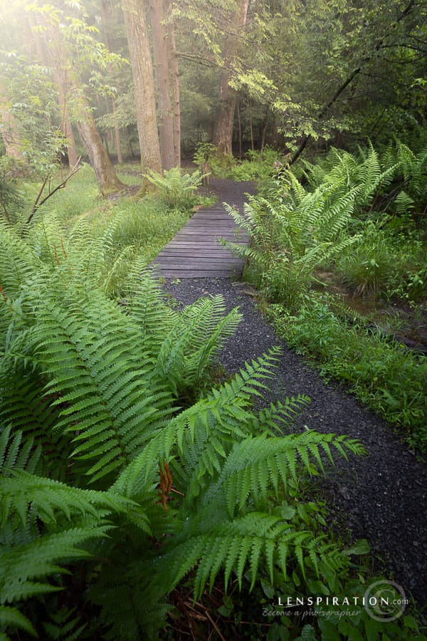 Lush green ferns with golden glow at Cathedral State Park, West Virginia