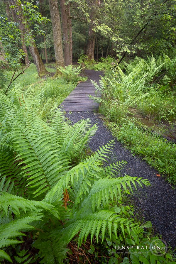 Lush green ferns along forest path in Cathedral State Park, West Virginia
