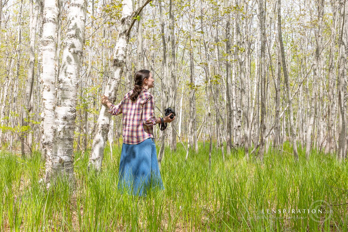 Photographer walks among grass near birch trees at Acadia National Park in Maine
