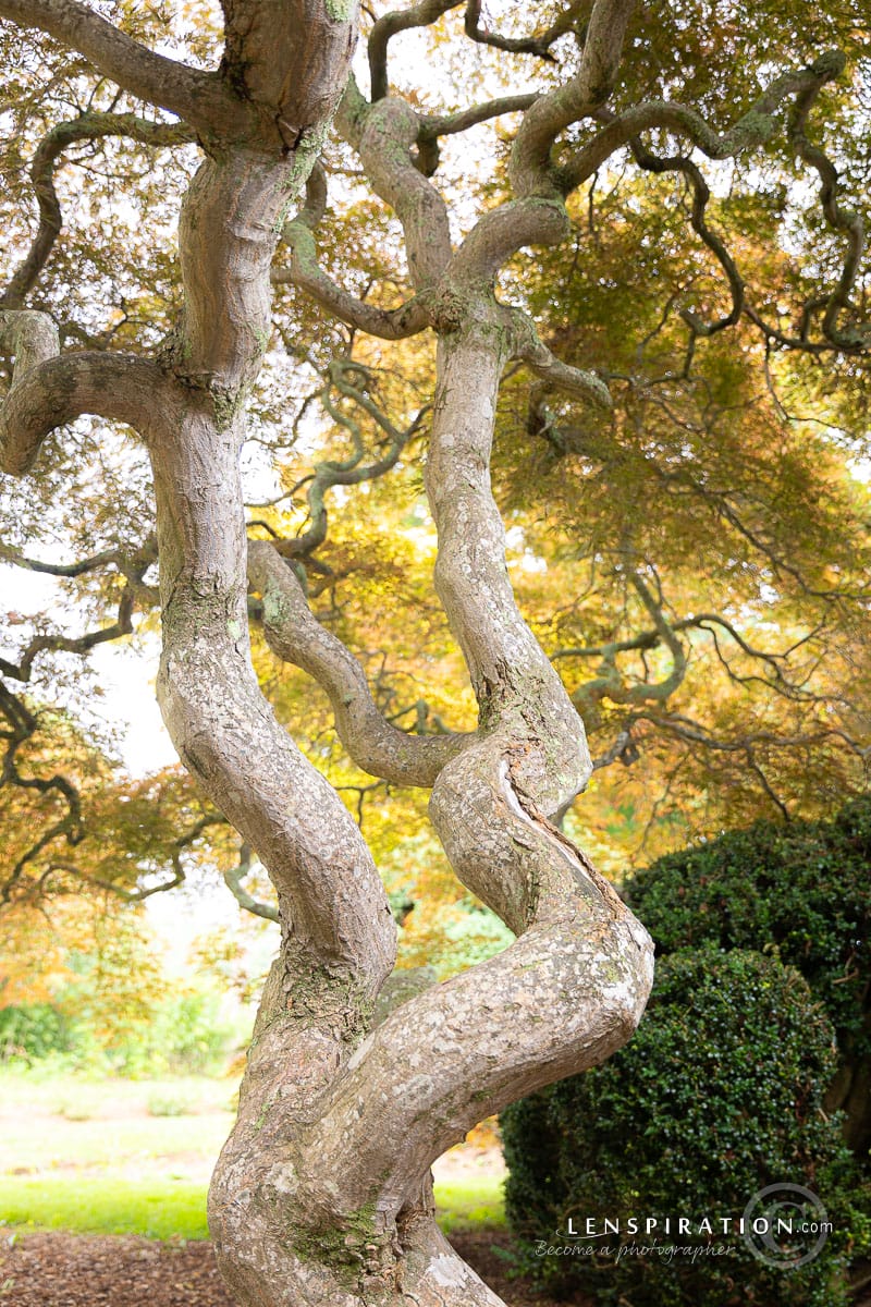 An interesting tree in the garden, edited to bring out the unique tangle in the branches.
