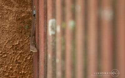 Who Wins the Prize for the 10 “Most Unique” Photos of a . . . Door?
