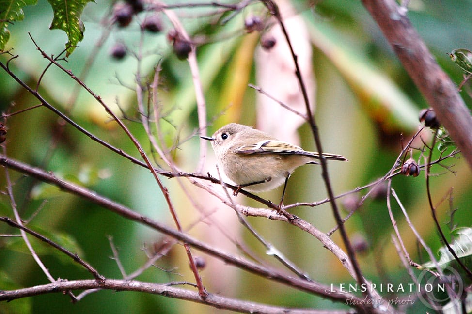 Wren photograph, Summer Milligan