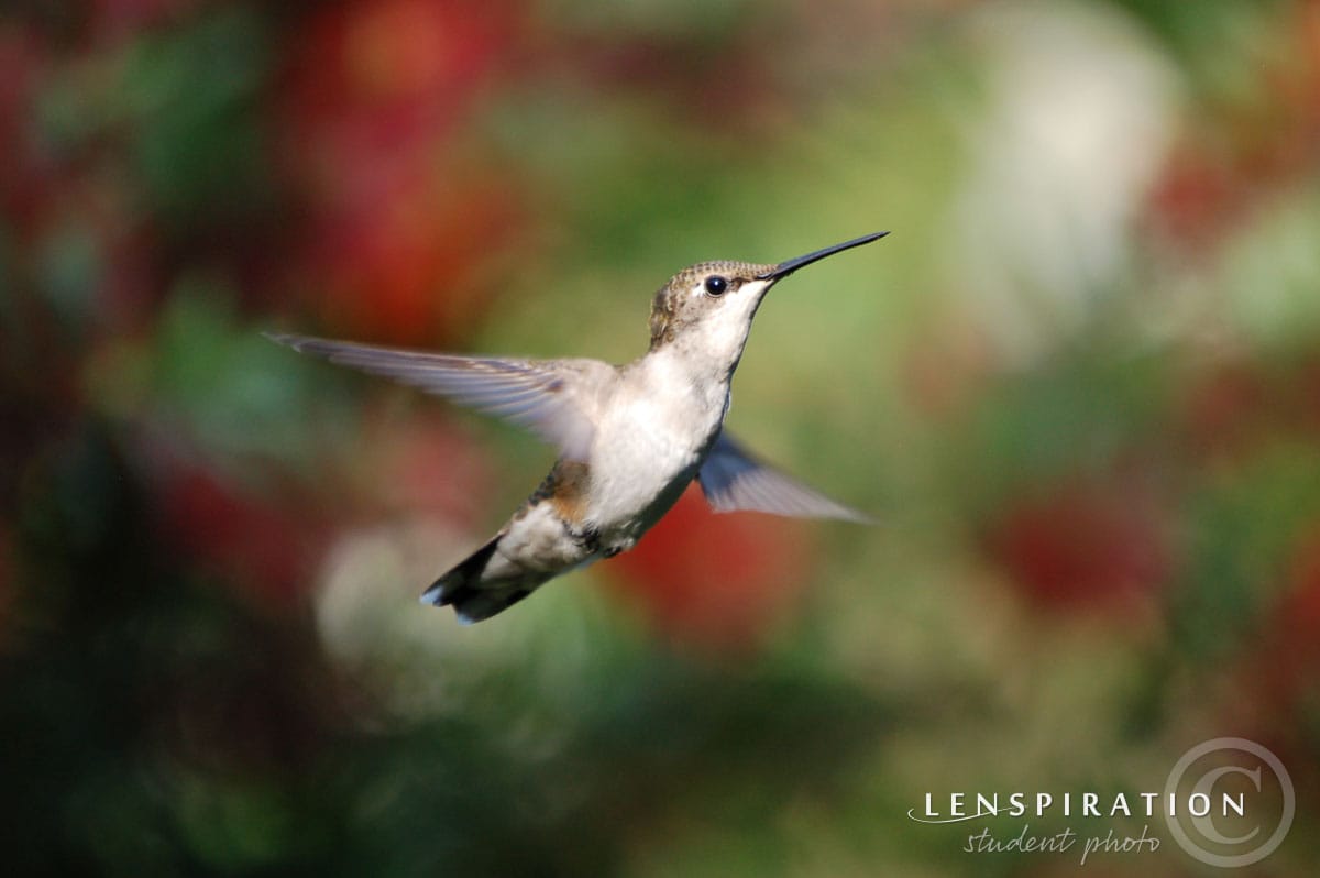 Hummingbird photograph, Summer Milligan