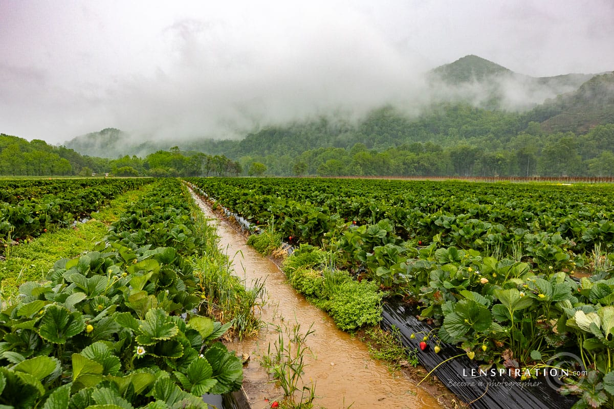 Strawberry field on a rainy day in the Smoky Mountains