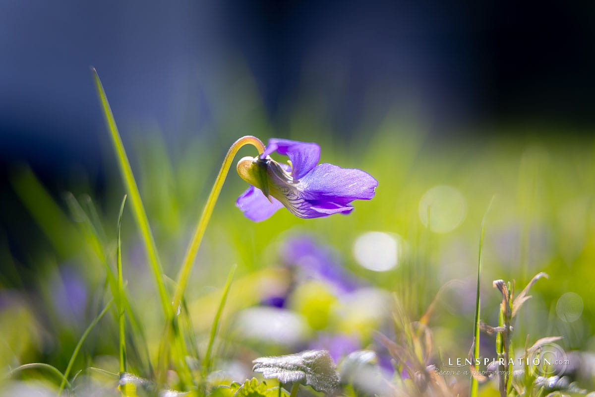A violet in full sun