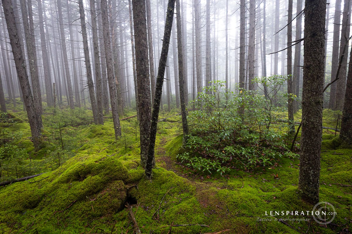 Incredible landscape photos at Gaudineer Knob