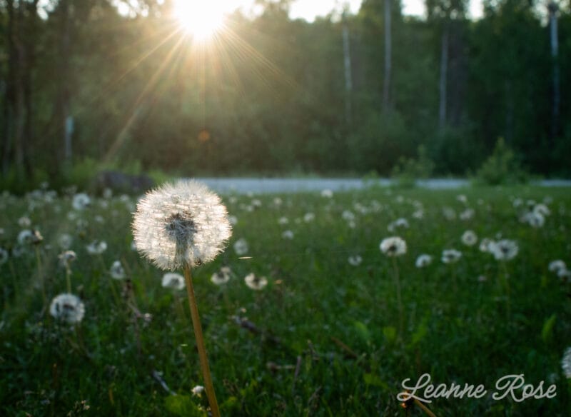 Dandelion with sunlight by Lenspiration student homeschool photographer