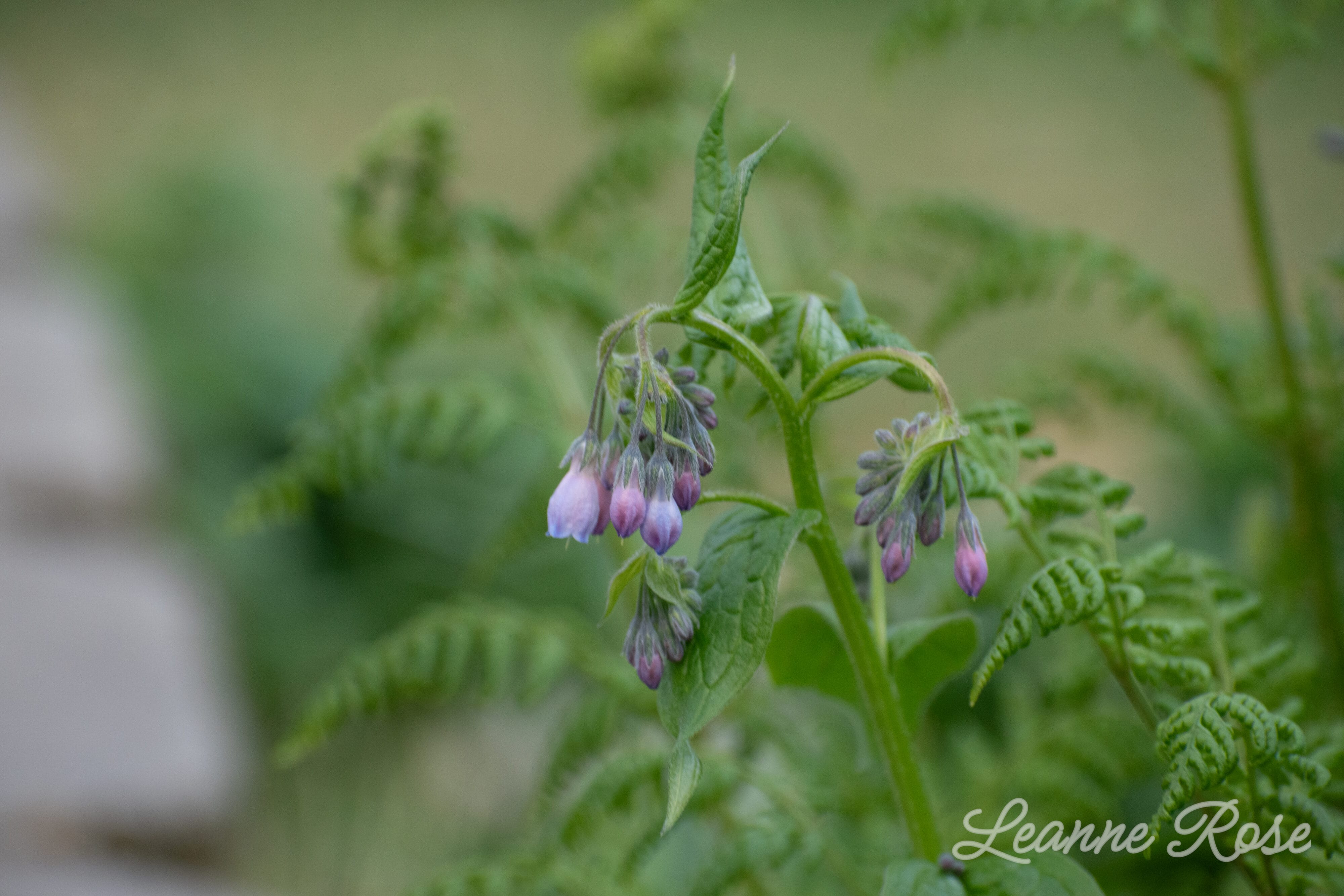 Flowers by Lenspiration student photographer