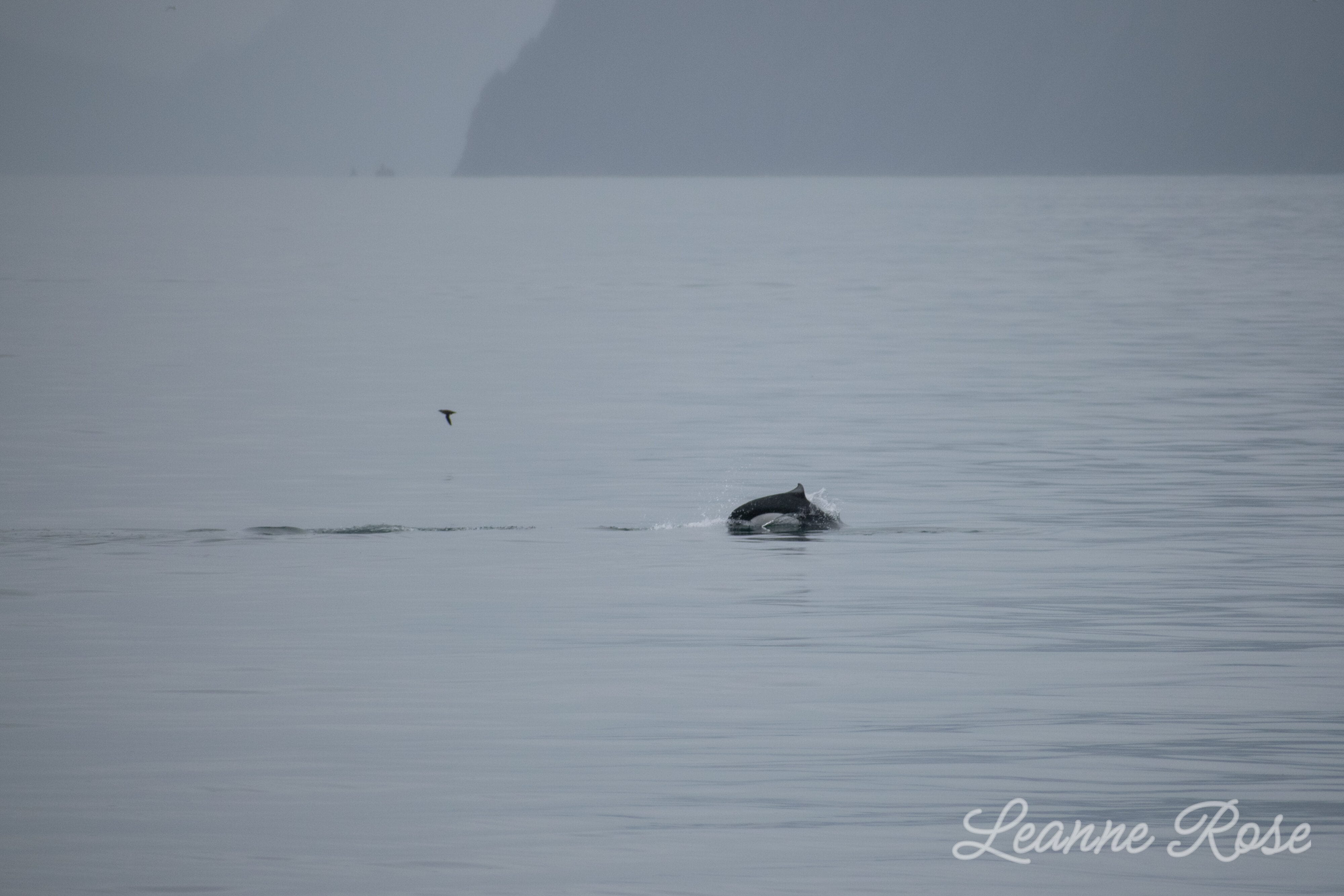 Whale in Alaska ocean photo by Lenspiration student photographer