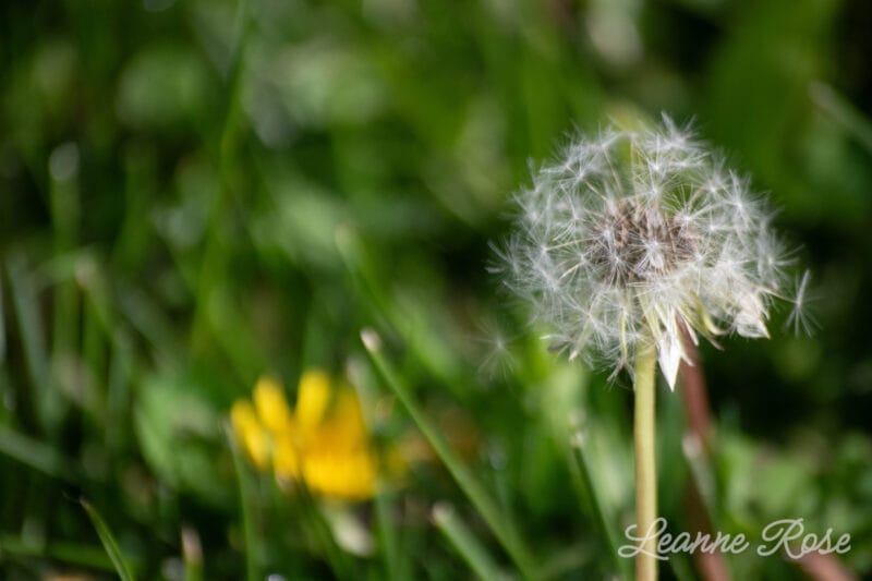 Dandelion by Lenspiration student photographer