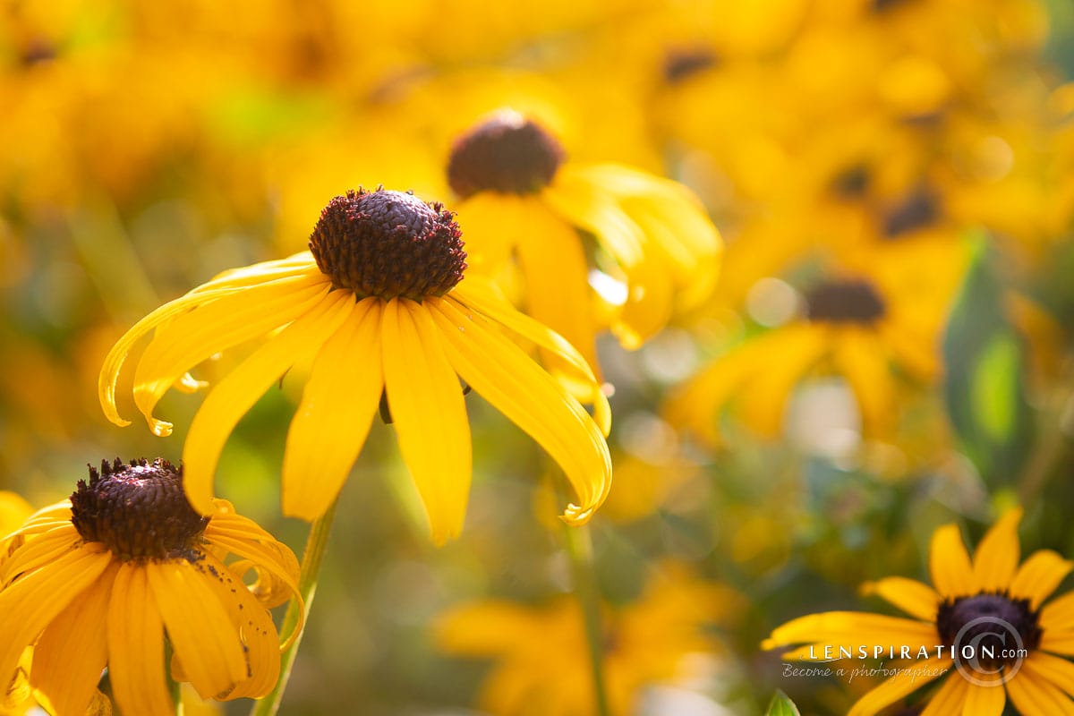Wickham Park Gardens, Manchester, Connecticut by Lenspiration photographer James Staddon